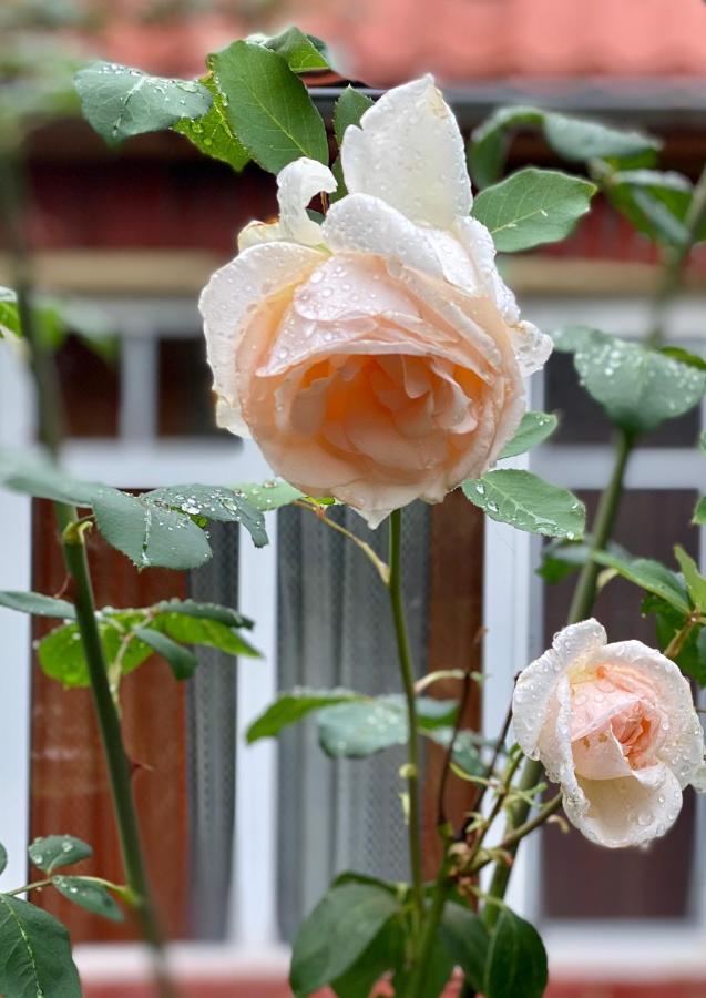 Flower Street سفيتياز المظهر الخارجي الصورة